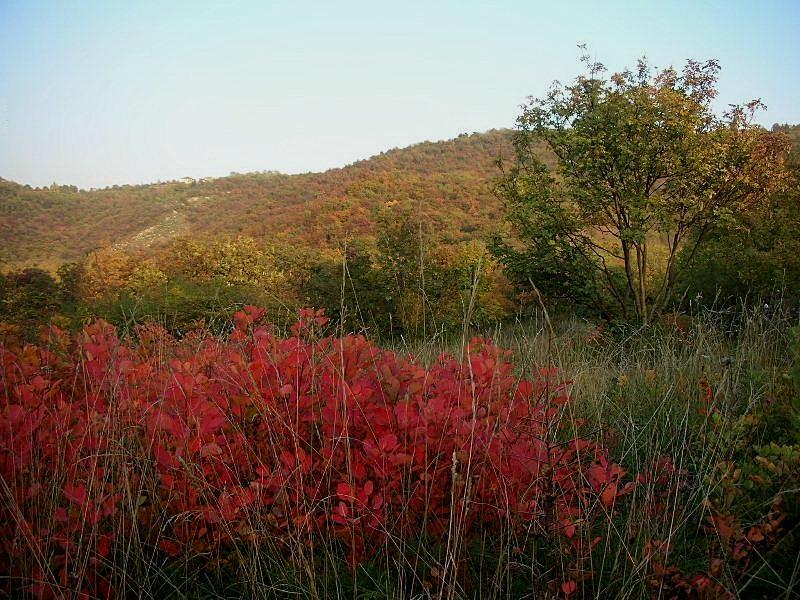 Cotinus coggygria / Cotino